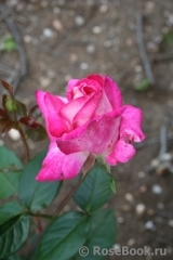 Rose Gaujard Rose Gaujard