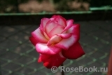 Rose Gaujard Rose Gaujard
