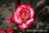 Rose Gaujard Rose Gaujard