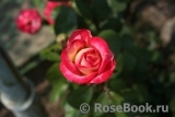 Rose Gaujard Rose Gaujard