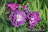 Rhapsody in Blue 