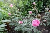 The Alnwick Rose The Alnwick Rose