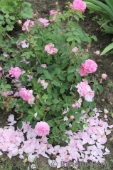 The Alnwick Rose The Alnwick Rose