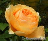 Crown Princess Margareta® Crown Princess Margareta®