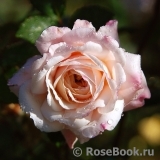 Morden Blush Morden Blush