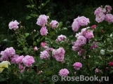 Lavender Lassie Lavender Lassie