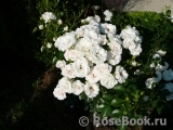 Aspirin Rose Aspirin Rose