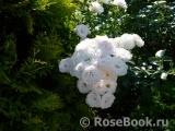 Aspirin Rose Aspirin Rose