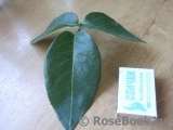 Venrosa Venrosa