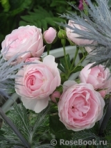 Hans Gonewein Rose Hans Gonewein Rose