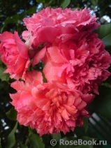 Rosarium Uetersen Rosarium Uetersen