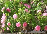 Gertrude Jekyll Gertrude Jekyll