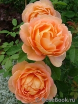 Lady of Shalott Lady of Shalott