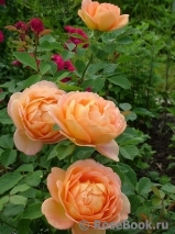 Lady of Shalott Lady of Shalott