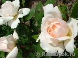 Crocus Rose® Crocus Rose®