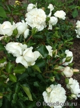 White Meidiland White Meidiland