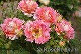 Rose des Cisterciens Rose des Cisterciens