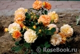 Goldelse Goldelse