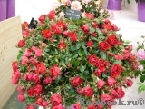 Ruby Anniversary Ruby Anniversary