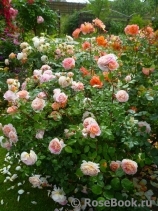 Abraham Darby Abraham Darby