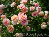 Abraham Darby Abraham Darby