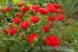 Scarlet Meillandecor 