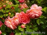 Jubilee Celebration® Jubilee Celebration®