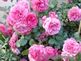 Rosarium Uetersen