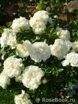 White Meidiland White Meidiland