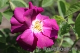Rhapsody in Blue 