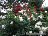Uetersener Klosterrose Uetersener Klosterrose