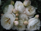 Uetersener Klosterrose Uetersener Klosterrose