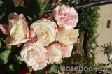 Johann Strauss Johann Strauss