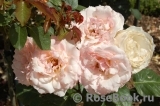 Johann Strauss Johann Strauss