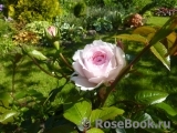 The Wedgwood Rose The Wedgwood Rose