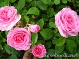 Gertrude Jekyll Gertrude Jekyll