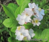 Rosa multiflora Rosa multiflora