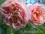 Abraham Darby Abraham Darby
