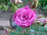 Heidi Klum Rose Heidi Klum Rose