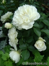 White Meidiland White Meidiland