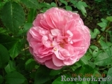 Gertrude Jekyll Gertrude Jekyll