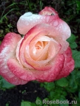 Belle Perle Belle Perle