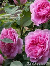 Gertrude Jekyll Gertrude Jekyll