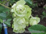 Lovely Green ® Lovely Green ®