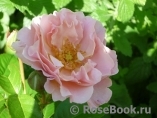Twiggy’s Rose Twiggy’s Rose