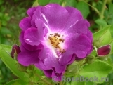 Rhapsody in Blue 