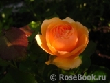 Bernstein-Rose Bernstein-Rose