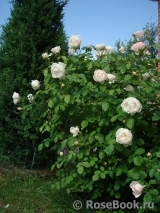 Glamis Castle® Glamis Castle®