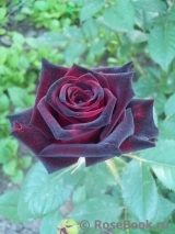 Black Baccara Black Baccara