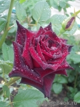 Black Baccara Black Baccara